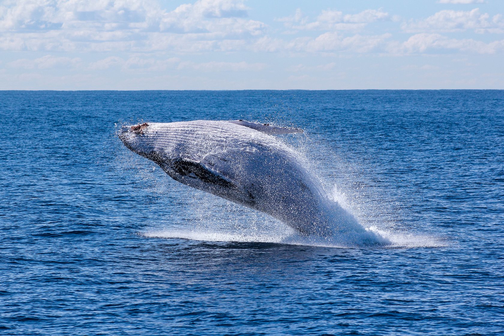 whale-splashing-in-water